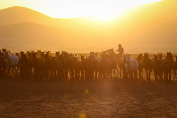 Yilki Horses Running in Field, Kayseri, Turkey