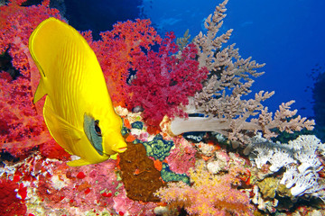 Falterfisch und Weichkorallen