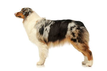 Studio shot of an adorable Australian shepherd