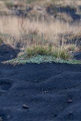 Unusual Landscape and Plants Growing on Side of Volcano