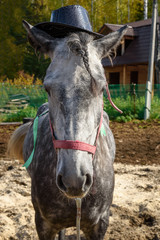 Dappled gray horse in hat