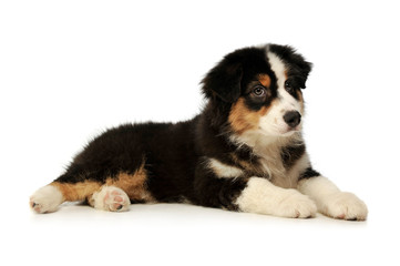 Studio shot of an adorable Australian shepherd puppy