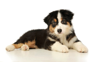 Studio shot of an adorable Australian shepherd puppy