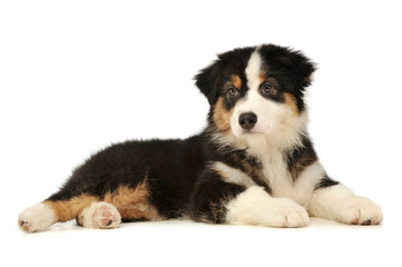 Fototapeta premium Studio shot of an adorable Australian shepherd puppy