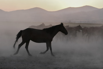 Yilki-Pferde laufen im Feld, Kayseri, Türkei