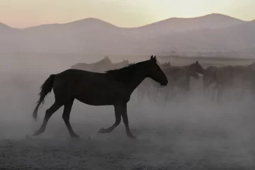 Foto op Plexiglas Donkergrijs Yilki-paarden rennen in het veld, Kayseri, Turkije