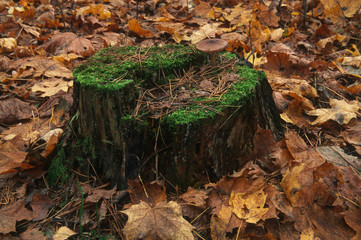 Mossy stump with grebe and dry pine needles in the autumn forest, forest substrate, fallen autumn foliage, dry autumn leaves, selective focus in the foreground