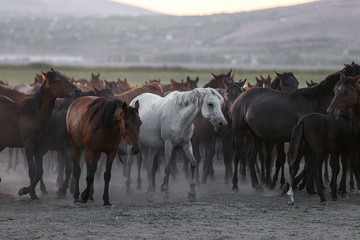 Obraz premium Yilki Horses Running in Field, Kayseri, Turkey