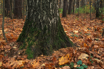 The base of the birch trunk in the autumn forest, fallen autumn maple leaves, fall foliage, Russian forest, forest substrate, selective focus on foreground, horizontal image