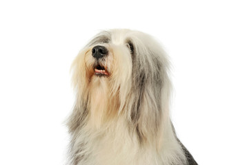 Portrait of an adorable bearded collie