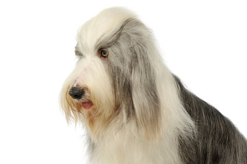 Portrait of an adorable bearded collie