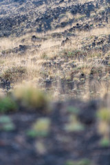 Unusual Landscape and Plants Growing on Side of Volcano