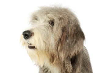 Portrait of an adorable bearded collie