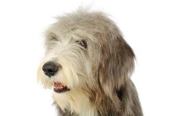 Portrait of an adorable bearded collie