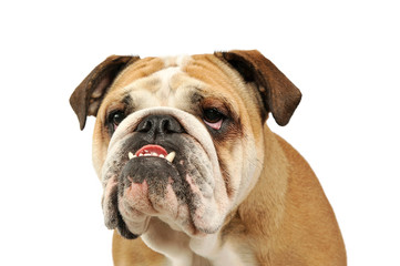 Portrait of an adorable English bulldog