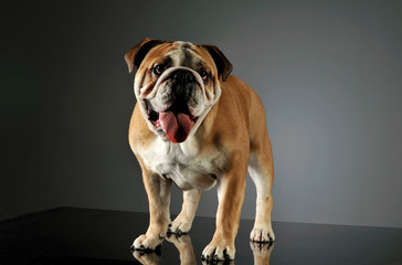 Fototapeta premium Studio shot of an adorable English bulldog