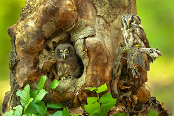 Boreal owl (Aegolius funereus) is a small owl. In Europe, it is typically known as Tengmalm's owl after Swedish naturalist Peter Gustaf Tengmalm 