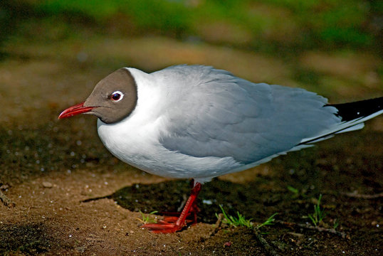 Gull