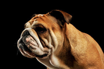 Portrait of an adorable English bulldog