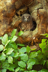Boreal owl (Aegolius funereus) is a small owl. In Europe, it is typically known as Tengmalm's owl after Swedish naturalist Peter Gustaf Tengmalm 