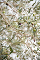 Ancient Olive Trees in Sicily, Italy