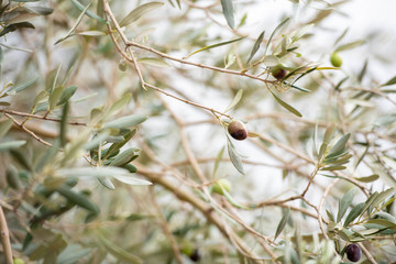 Ancient Olive Trees in Sicily, Italy
