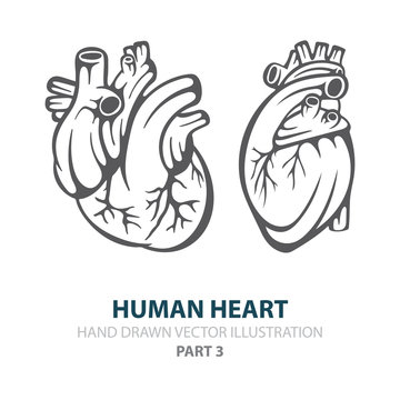 Human heart. Human heart hand drawn vector illustrations set. Heart in engraving style. Realistic human heart sketch drawing. Part of set.