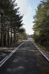 road in the forest