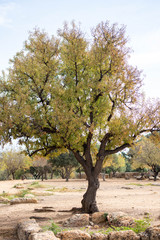 Ancient Olive Trees in Sicily, Italy