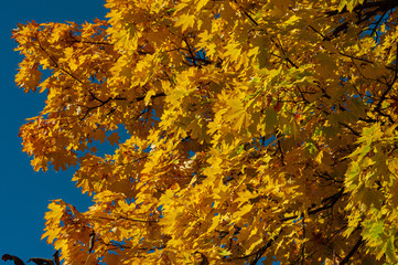 Bright yellow orange leaves maple against blue sky