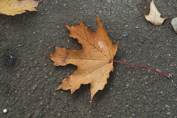 Dry brown autumn fallen maple leaf on black earth.