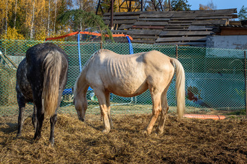 Dappled gray and palomino horses eating hay