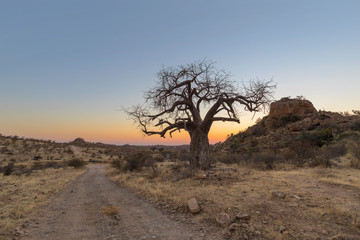 Lone baobab tree and kopje after sunset