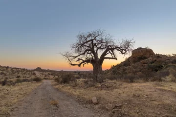 Gordijnen Lone baobab tree and kopje after sunset © hannesthirion