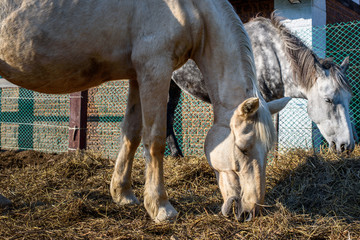 Obraz premium Dappled gray and palomino horses eating hay