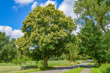 View over a country road to a big, old tree standing at a junction under blue sky in Lower Saxony, Germany.
