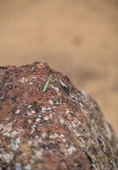 Close up of Mediterranean Mantis on Ruins in Sicily