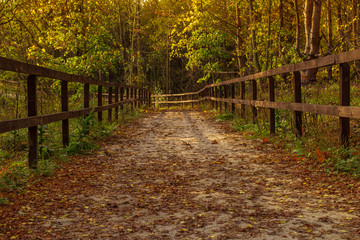 Obraz premium Leśna droga, kolorowa i relaksująca