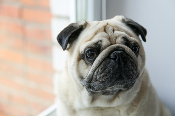 Dog pug at the window.