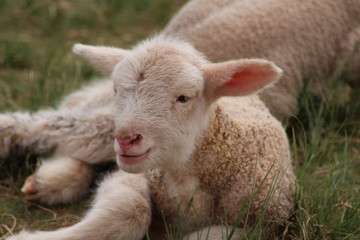 Naklejka na ściany i meble sheep and her lamb