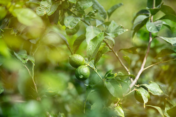 Un-ripen Green Lemons Hanging on Tree in Italy
