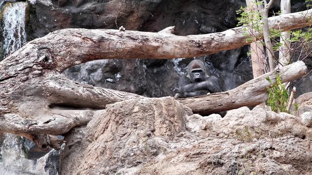 Big black gorilla in zoological garden