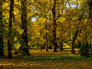 Autumn in the park