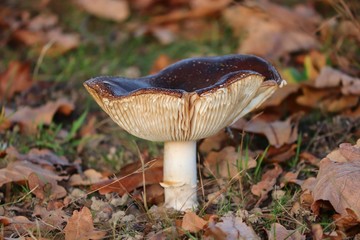Pilz mit Lamellen und brauner Kappe