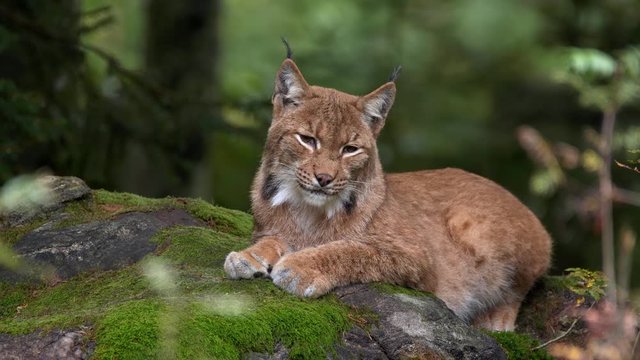 Eurasian lynx (Lynx lynx) resting on a rock in forest