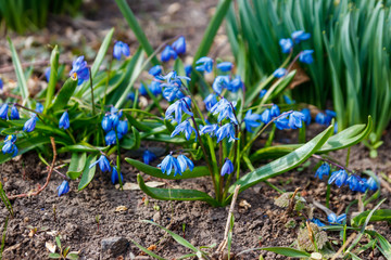 Blue scilla flowers (Scilla siberica) or siberian squill