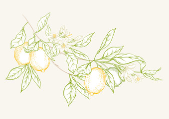 Lemon tree branch with lemons, flowers and leaves. Element for design. Colored outline hand drawing vector illustration. © Elen  Lane