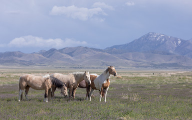 Obraz premium Wild Horses in Spring int he Utah Desert