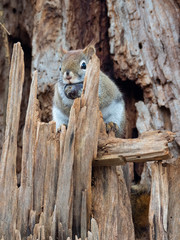squirrel with nut in tree