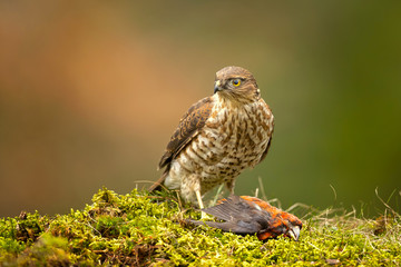 Eurasian sparrowhawk (Accipiter nisus), also known as the northern sparrowhawk or simply the sparrowhawk, is a small bird of prey in the family Accipitridae.
